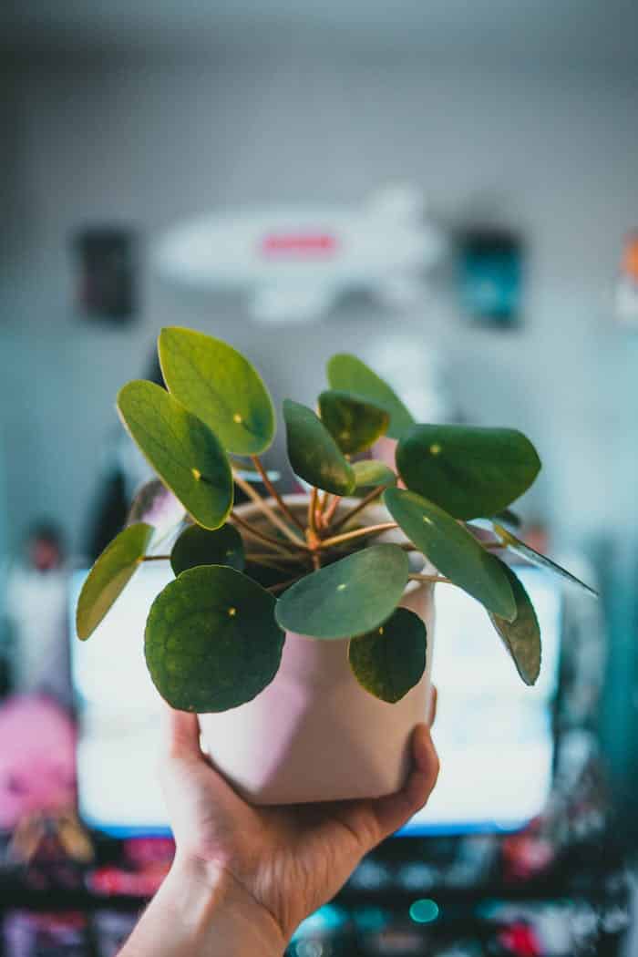 Close-up of a Pilea Peperomioides plant held in hand indoors.