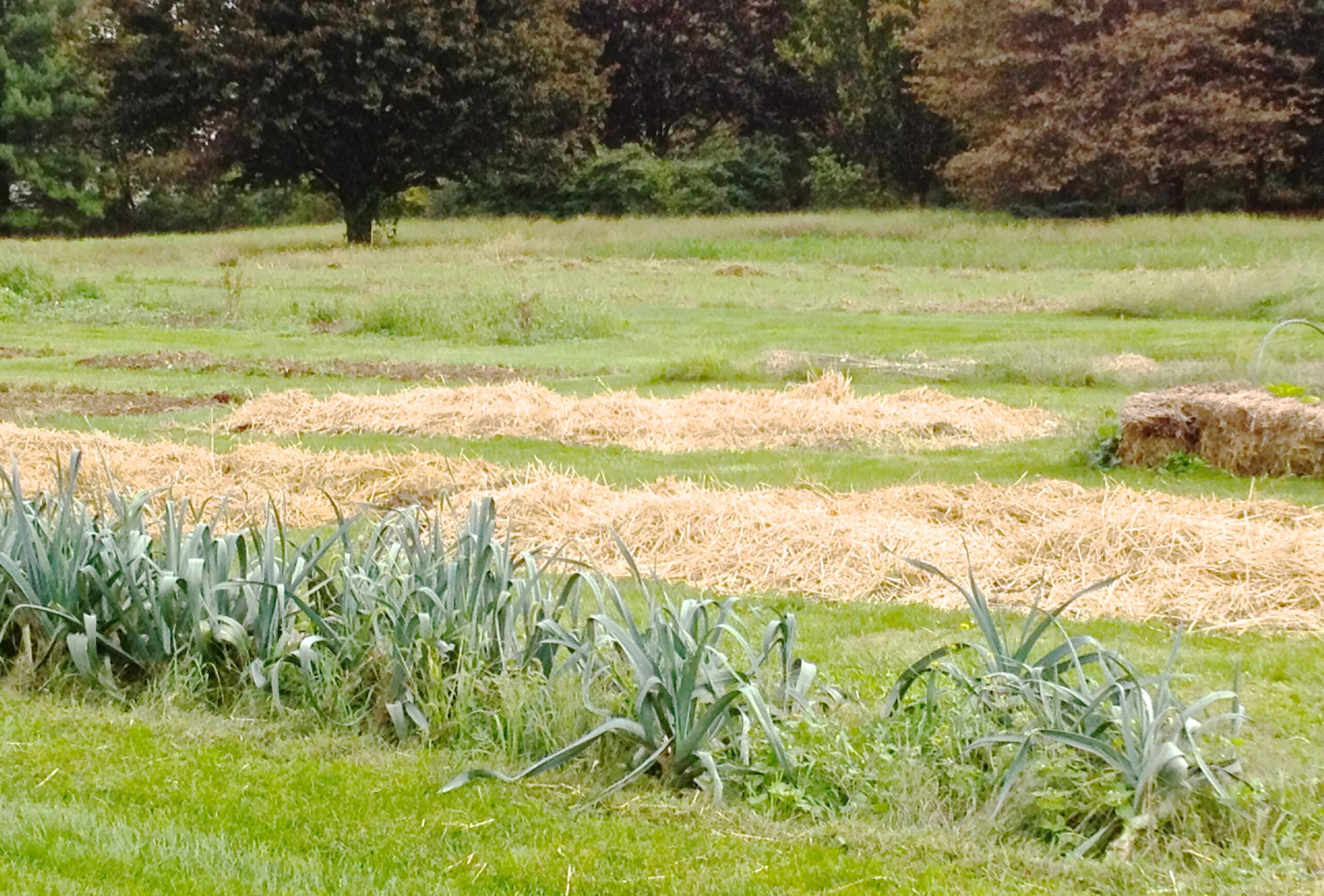 Jardin potager paillé avec de la paille pour empêcher les mauvaises herbes de pousser
