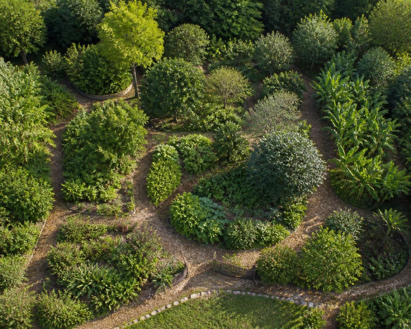découvrez comment créer une forêt comestible, un espace nourricier et durable, grâce à notre guide complet alliant permaculture, biodiversité et gestion écologique.