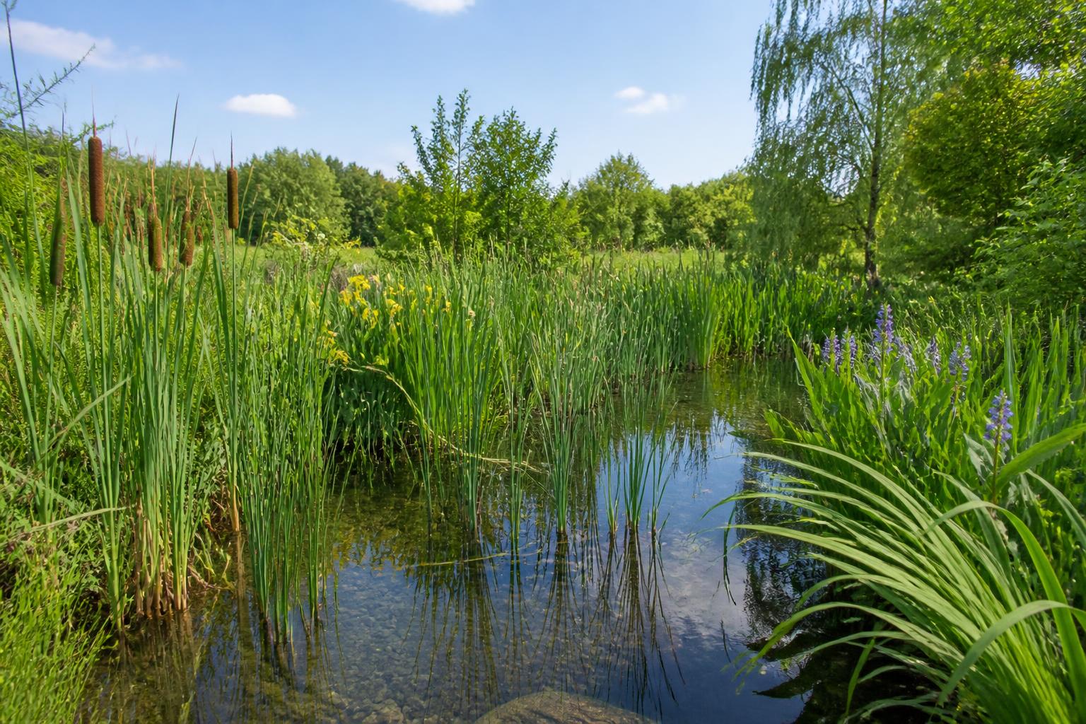 découvrez la phytoépuration, une méthode naturelle et écologique pour traiter les eaux usées grâce aux plantes. apprenez son fonctionnement, ses avantages et comment l'adopter facilement chez vous.
