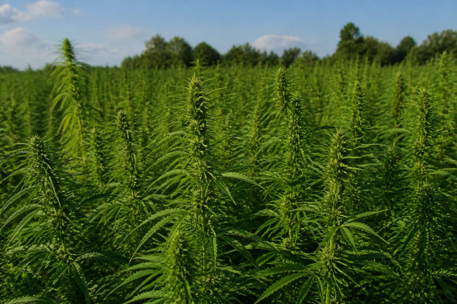 Impact environnemental et durabilité du bâti biosourcé