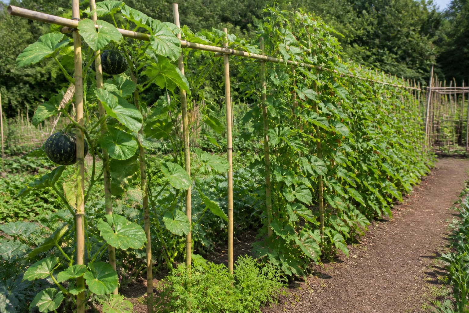 Techniques de rentabilisation pour une production verticale